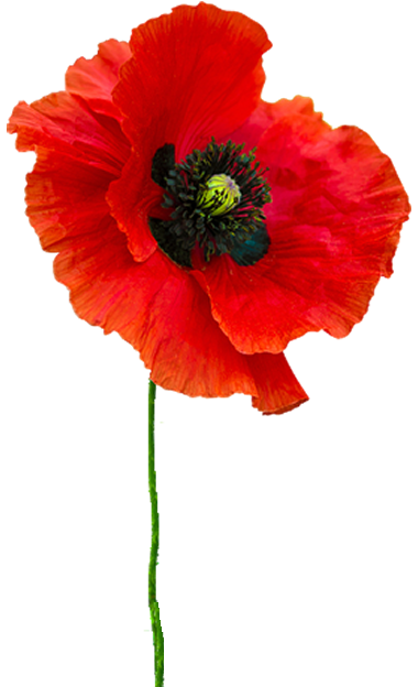 Red poppy illustration